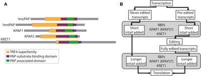 Manipulation of mitochondrial poly(A) polymerase family proteins in Trypanosoma brucei impacts mRNA termini processing